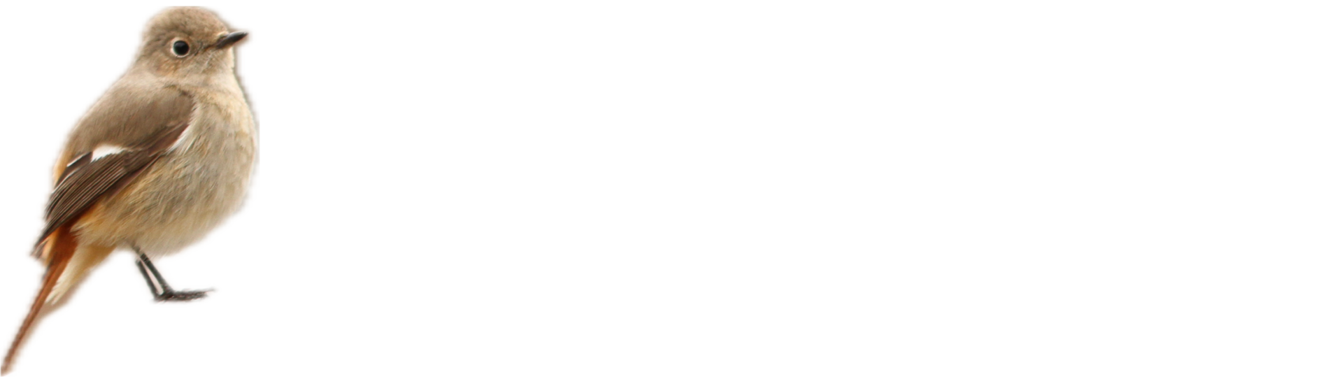 高山ジョウビタキプロジェクト